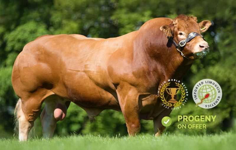 Fabio Limousin Bull genetics on offer