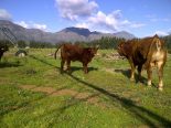 Cross breeding with Bonsmara Cattle