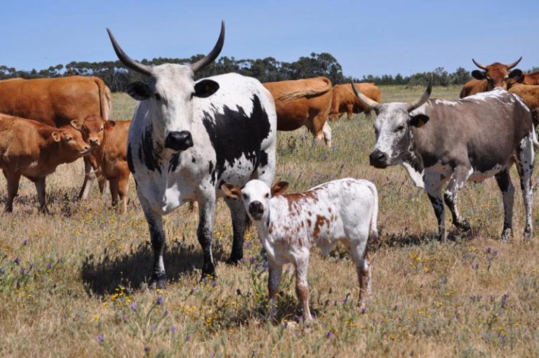 Limousin-Cross-Breeding-Nguni | Sajama Limousins