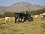 Cross breeding with Nguni cattle